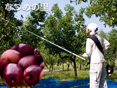 国産なつめの棗の里農園